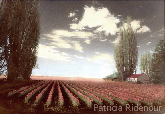 Patricia Ridenour_Washington State Arts Commission_Skagit Valley Tulip field